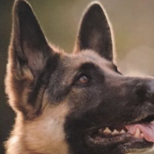 Meet your Posher, Gerardo